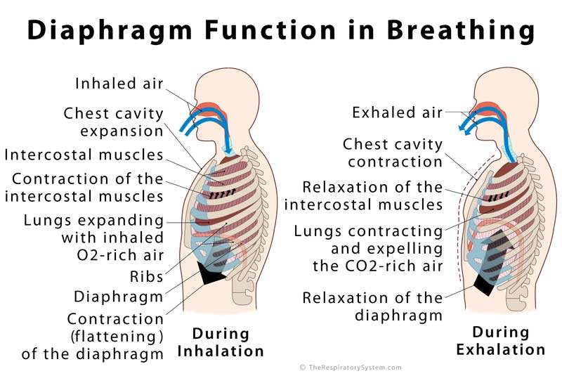 Diaphragm Function in Breathing by therespiratorysystem.com